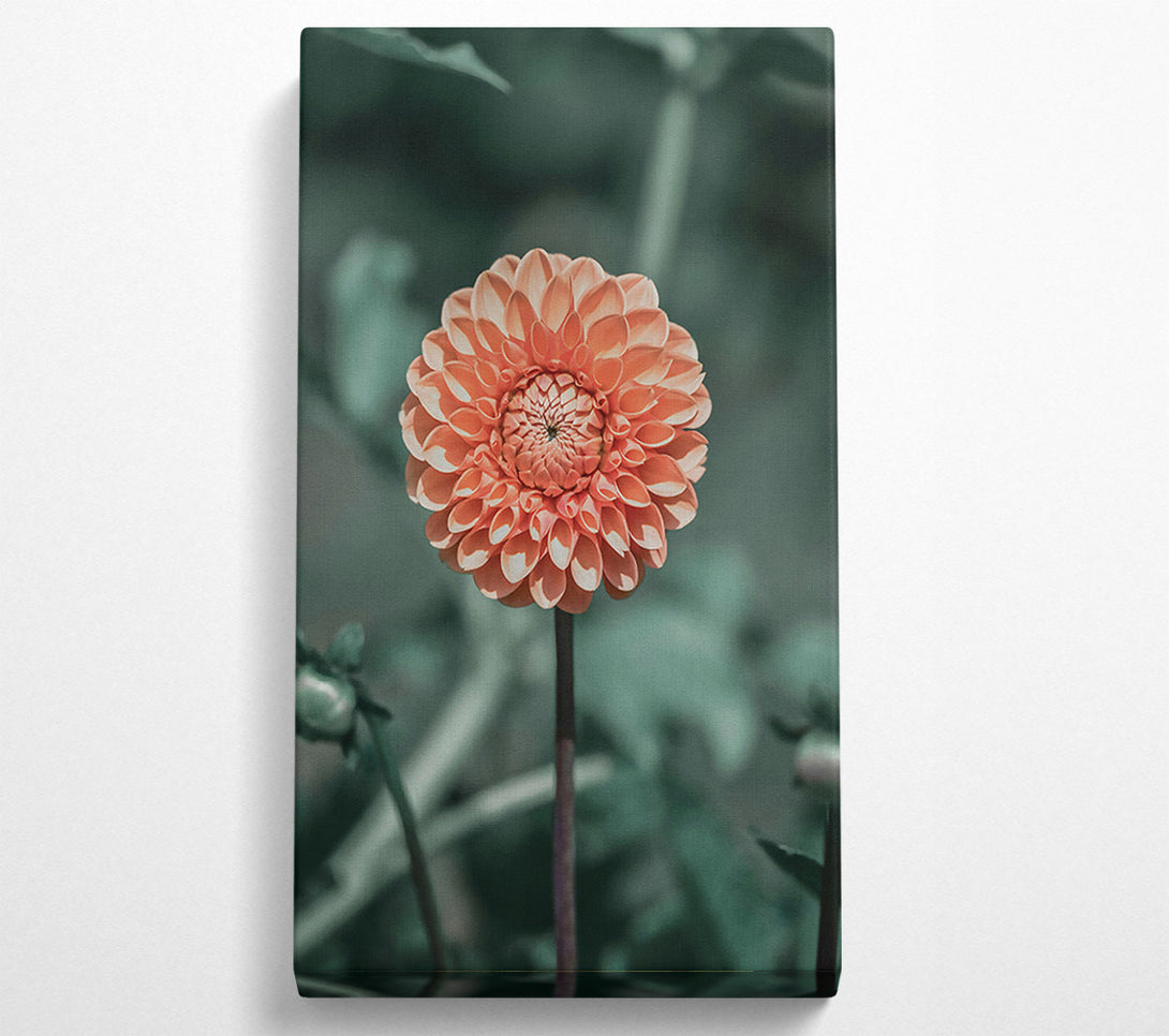  A Canvas Print of Peach Bloom Beauty Canvas Art