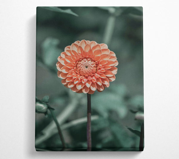  A Canvas Print of Peach Bloom Beauty Canvas Art