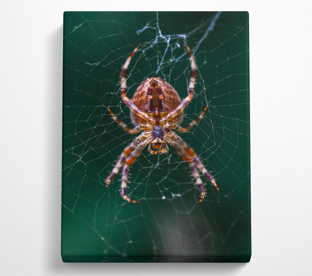  A Canvas Print of Green Web Weaver Canvas Print