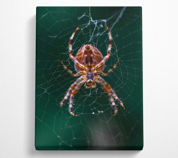  A Canvas Print of Green Web Weaver Canvas Print