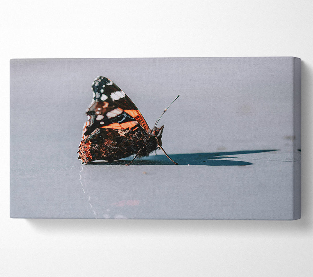  A Canvas Print of Orange Butterfly Reflection Canvas Print