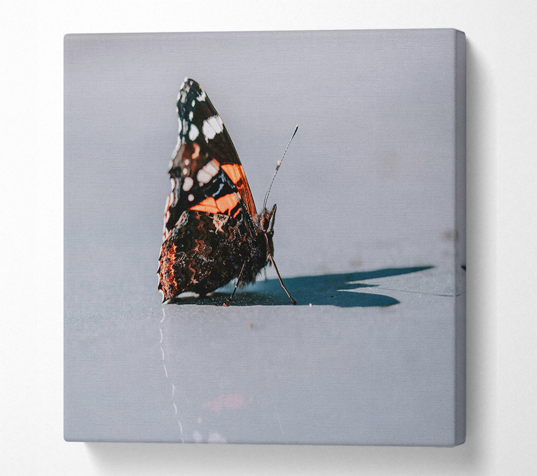  A Canvas Print of Orange Butterfly Reflection Canvas Print