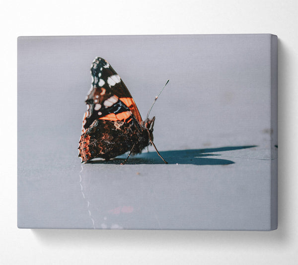  A Canvas Print of Orange Butterfly Reflection Canvas Print