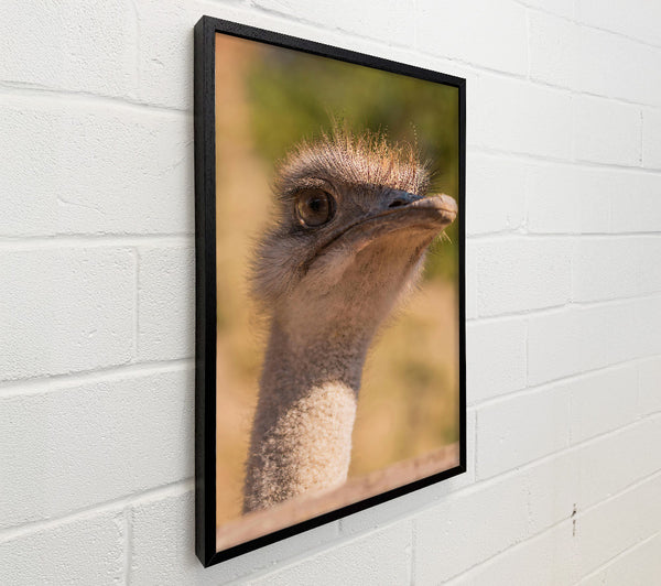 Tan Ostrich Gaze
