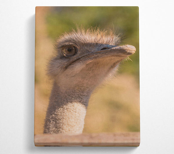  A Canvas Print of Tan Ostrich Gaze Canvas Wall Art