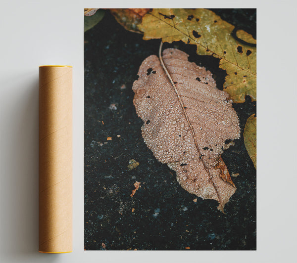 Dewy Brown Leaf Poster