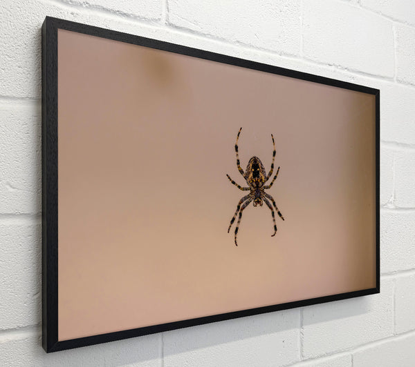 Beige Spiderweb Hunter