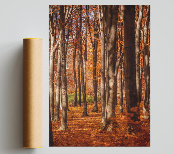 Golden Forest Columns Print