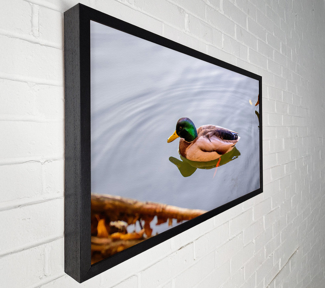  A Canvas Print of Green Duck In Water Canvas Art
