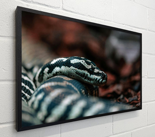 Black And White Python