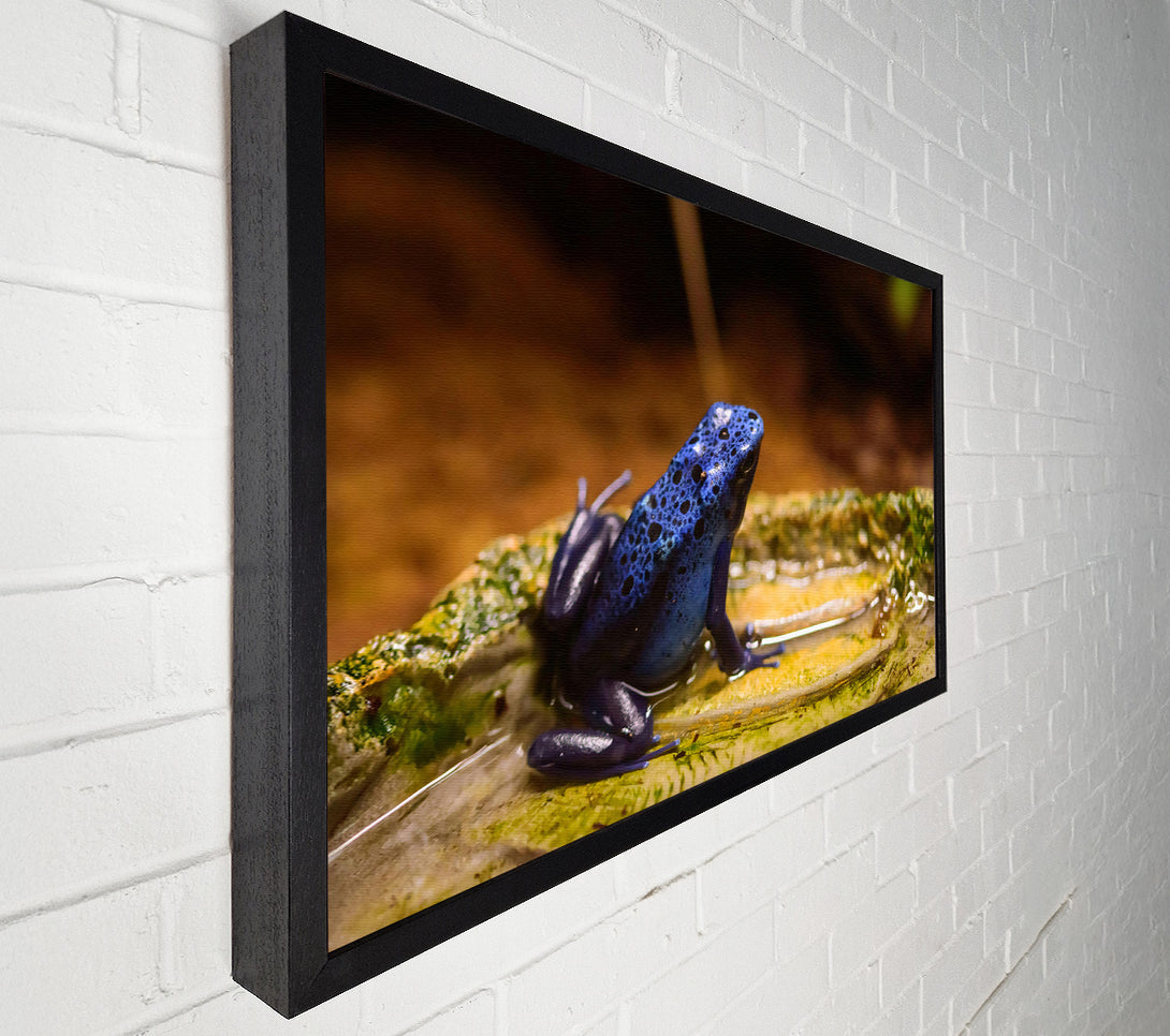  A Canvas Print of Azure Frog Pondside Canvas Art