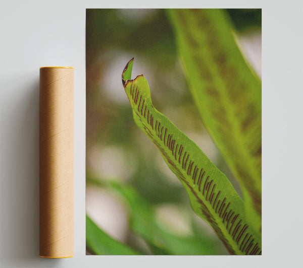 Green Fern Detail. Poster
