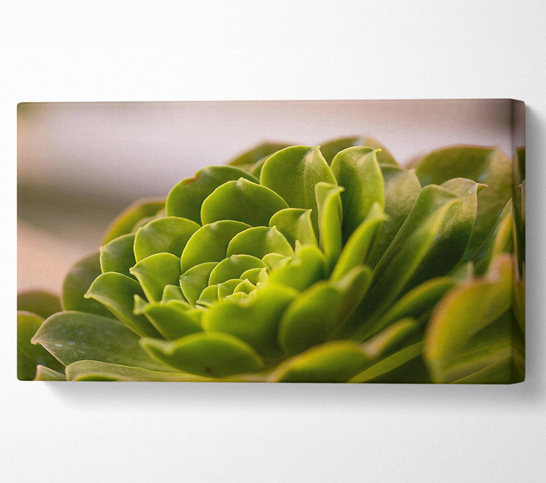  A Canvas Print of Emerald Succulent Spiral Canvas Print
