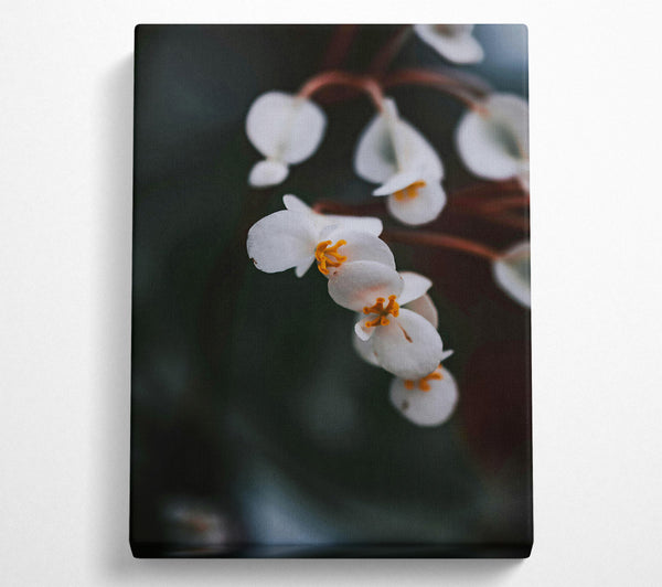  A Canvas Print of White Blooms In Shadow Canvas Wall Art