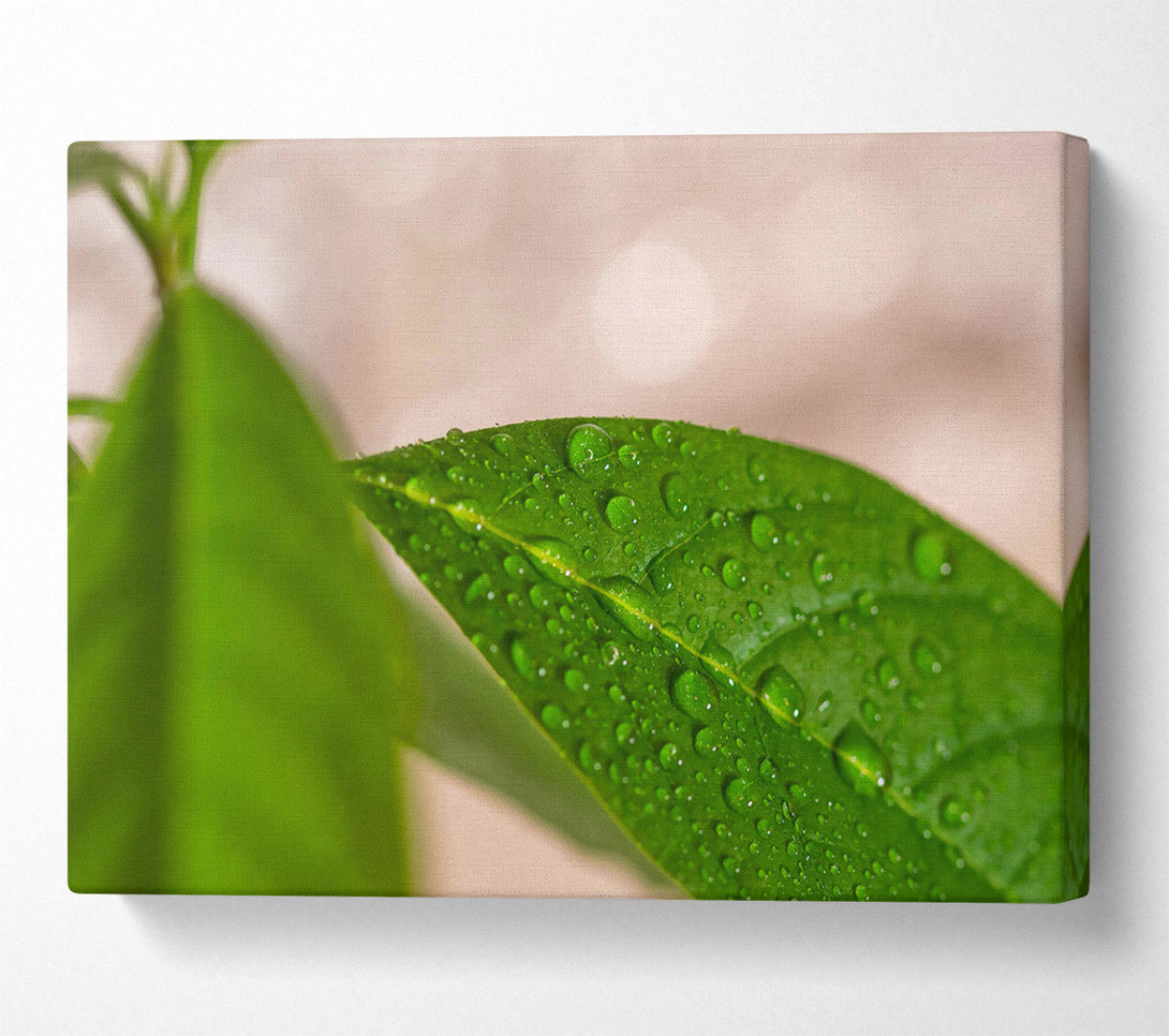  A Canvas Print of Emerald Dew Drops Canvas Wall Art