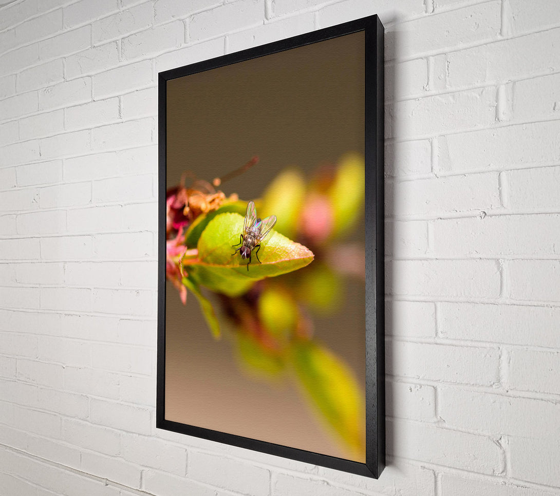 A Canvas Print of Green Fly On Leaf Canvas Art