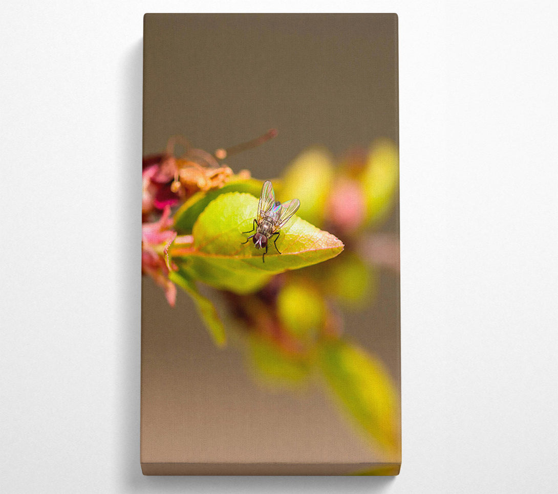  A Canvas Print of Green Fly On Leaf Canvas Art