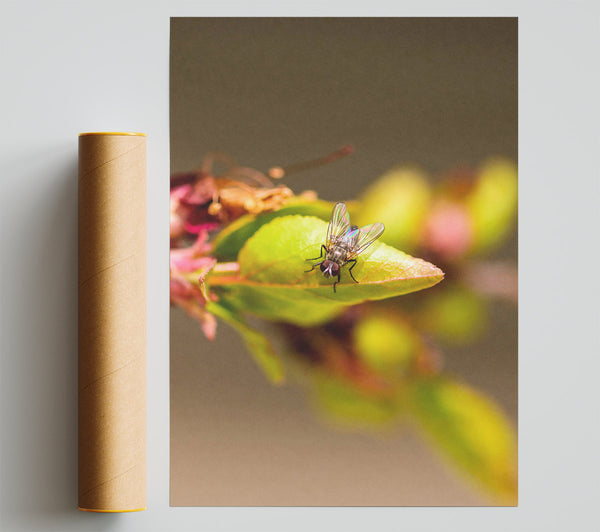 Green Fly On Leaf Print