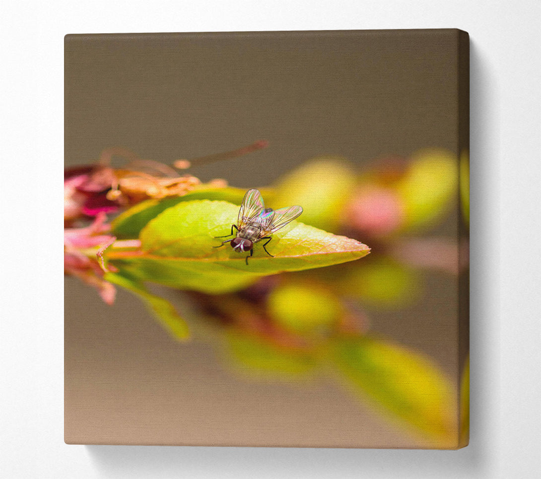 A Canvas Print of Green Fly On Leaf Canvas Art