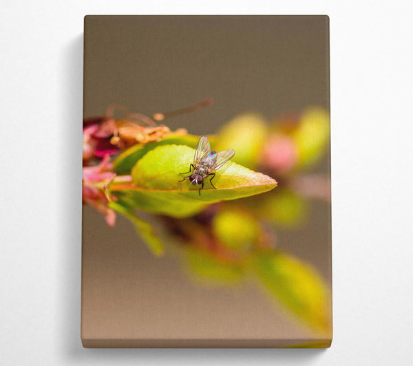  A Canvas Print of Green Fly On Leaf Canvas Art