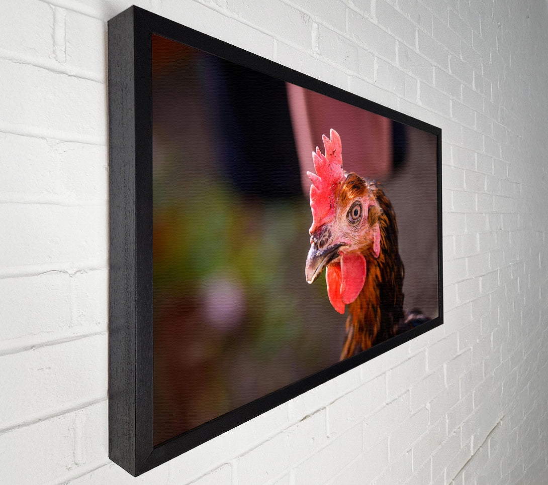  A Canvas Print of The Red Hen'S Gaze Canvas Print
