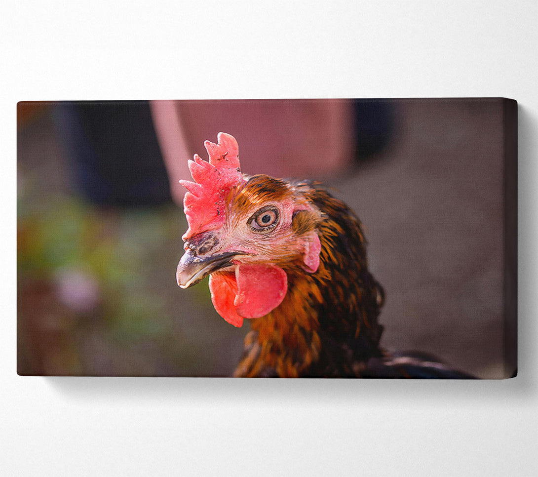  A Canvas Print of The Red Hen'S Gaze Canvas Print
