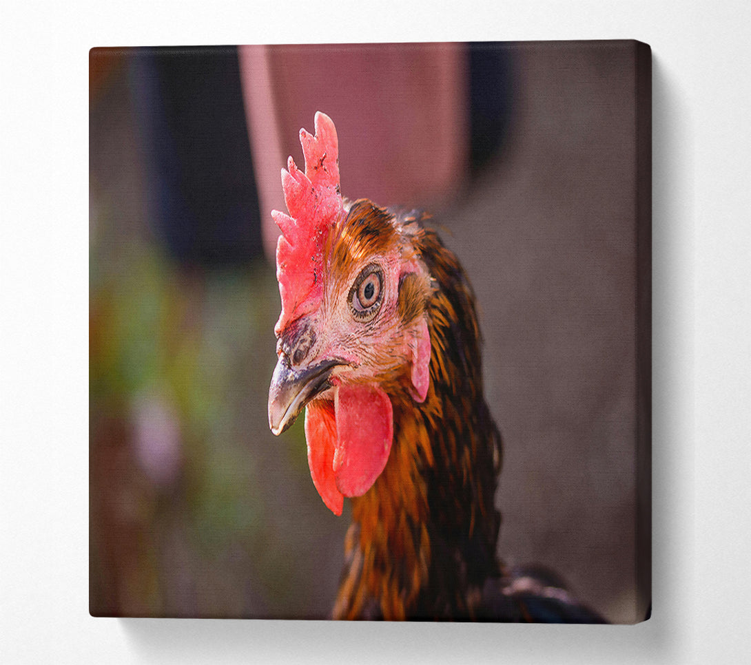  A Canvas Print of The Red Hen'S Gaze Canvas Print