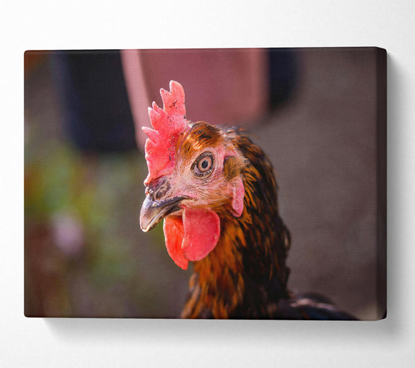  A Canvas Print of The Red Hen'S Gaze Canvas Print