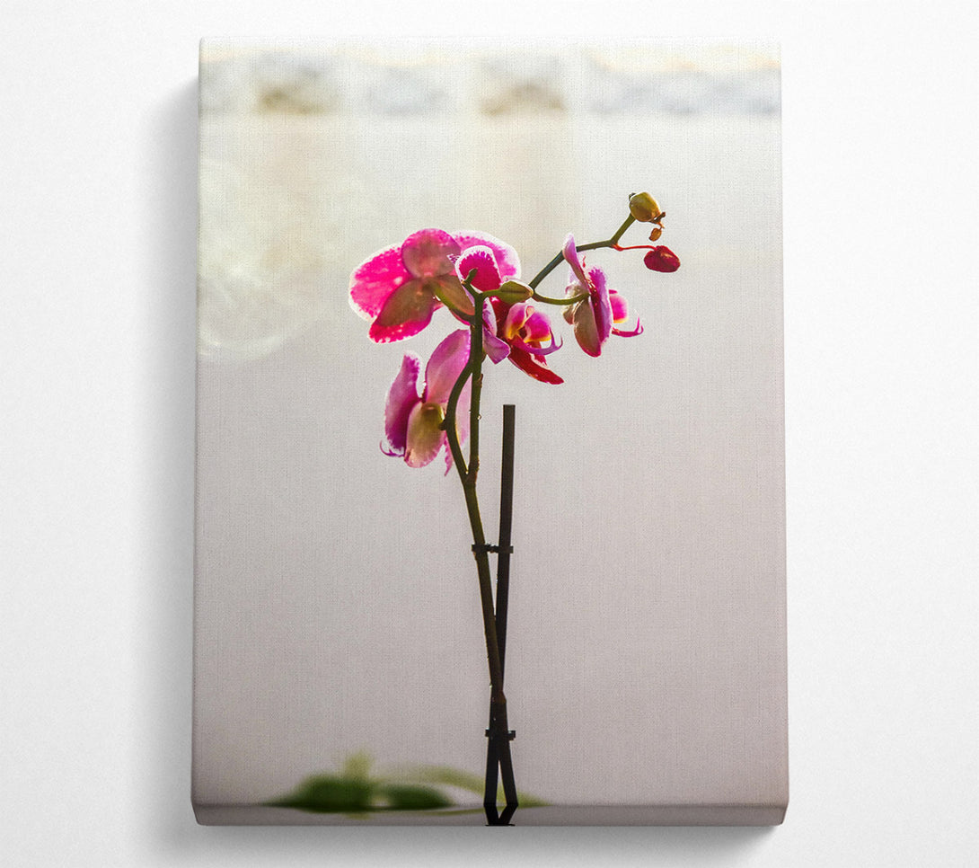  A Canvas Print of Pink Orchid Bloom Canvas Wall Art