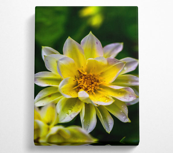  A Canvas Print of Golden Petal Dewdrop Canvas Art