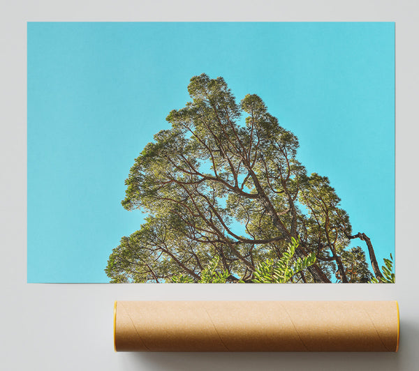 Azure Sky Canopy Giclee Print