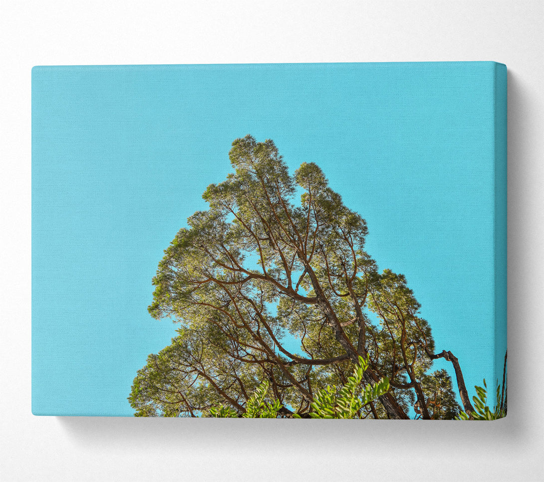  A Canvas Print of Azure Sky Canopy Canvas Art