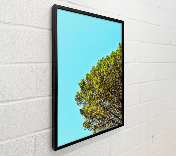 Azure Pine Canopy