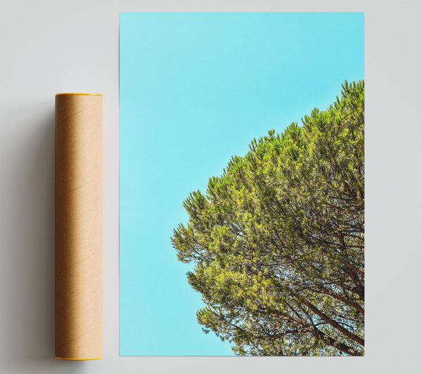 Azure Pine Canopy Poster