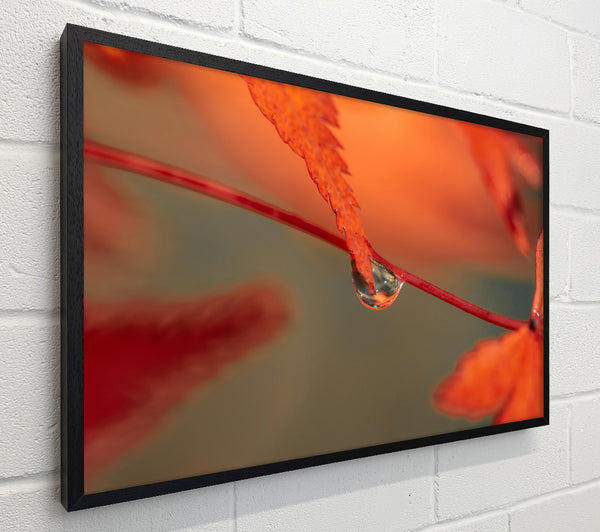 Red Leaf Reflection