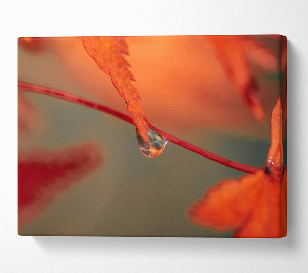  A Canvas Print of Red Leaf Reflection Canvas Print