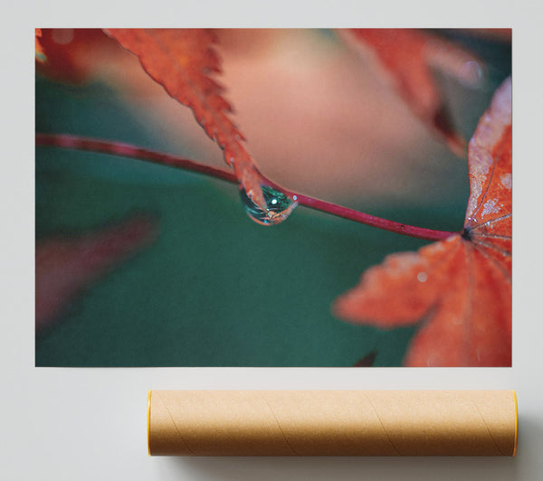 Crimson Leaf Dewdrop Giclee Print
