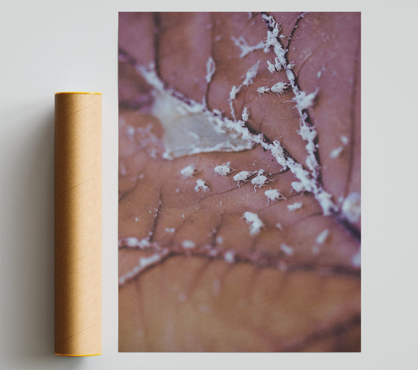 Dusty Rose Leaf Print