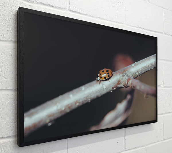 Orange Ladybug Branch
