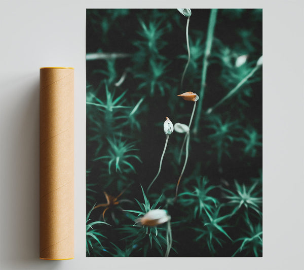 Teal Moss Blooms Giclee Print