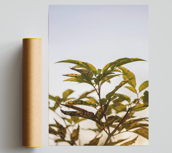Golden Leaf Silhouette Poster