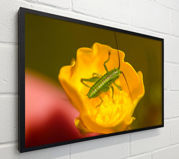 Green On Yellow Flower