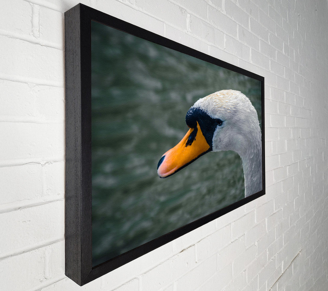  A Canvas Print of Orange Beak Swan Canvas Print