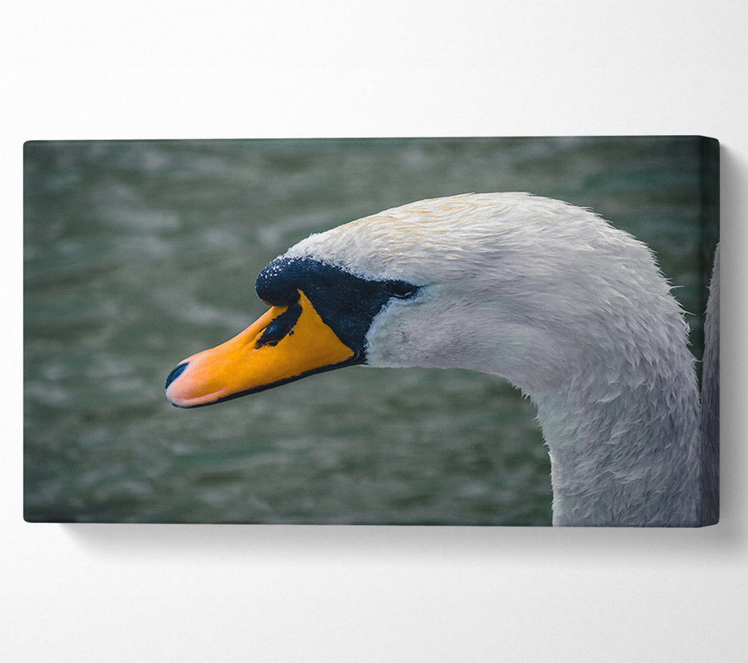  A Canvas Print of Orange Beak Swan Canvas Print