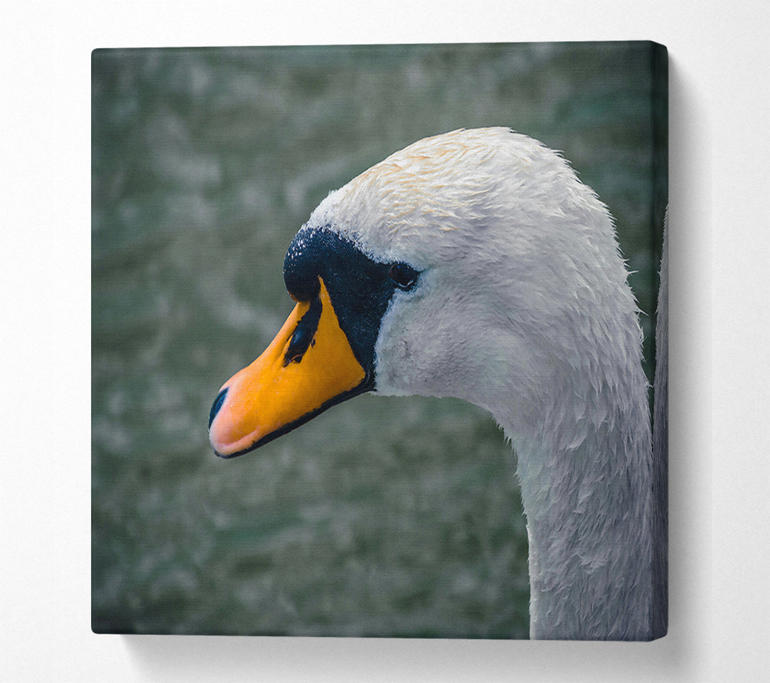  A Canvas Print of Orange Beak Swan Canvas Print