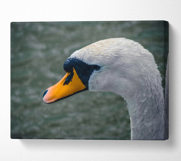  A Canvas Print of Orange Beak Swan Canvas Print