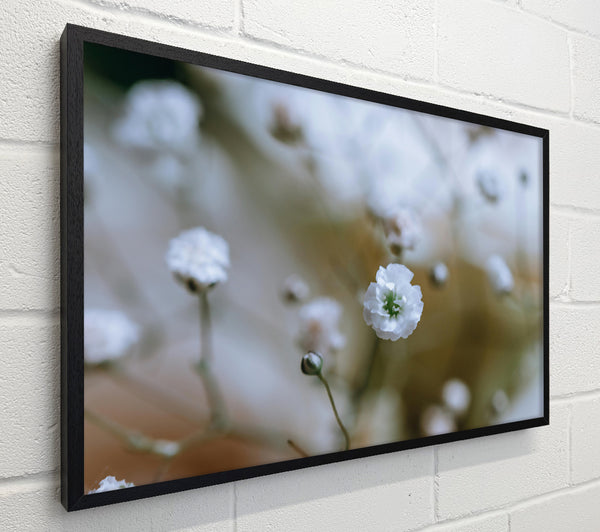 White Flower Focus