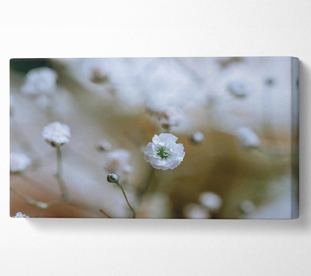 A Canvas Print of White Flower Focus Canvas Wall Art