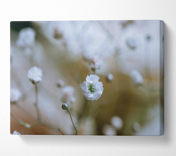  A Canvas Print of White Flower Focus Canvas Wall Art