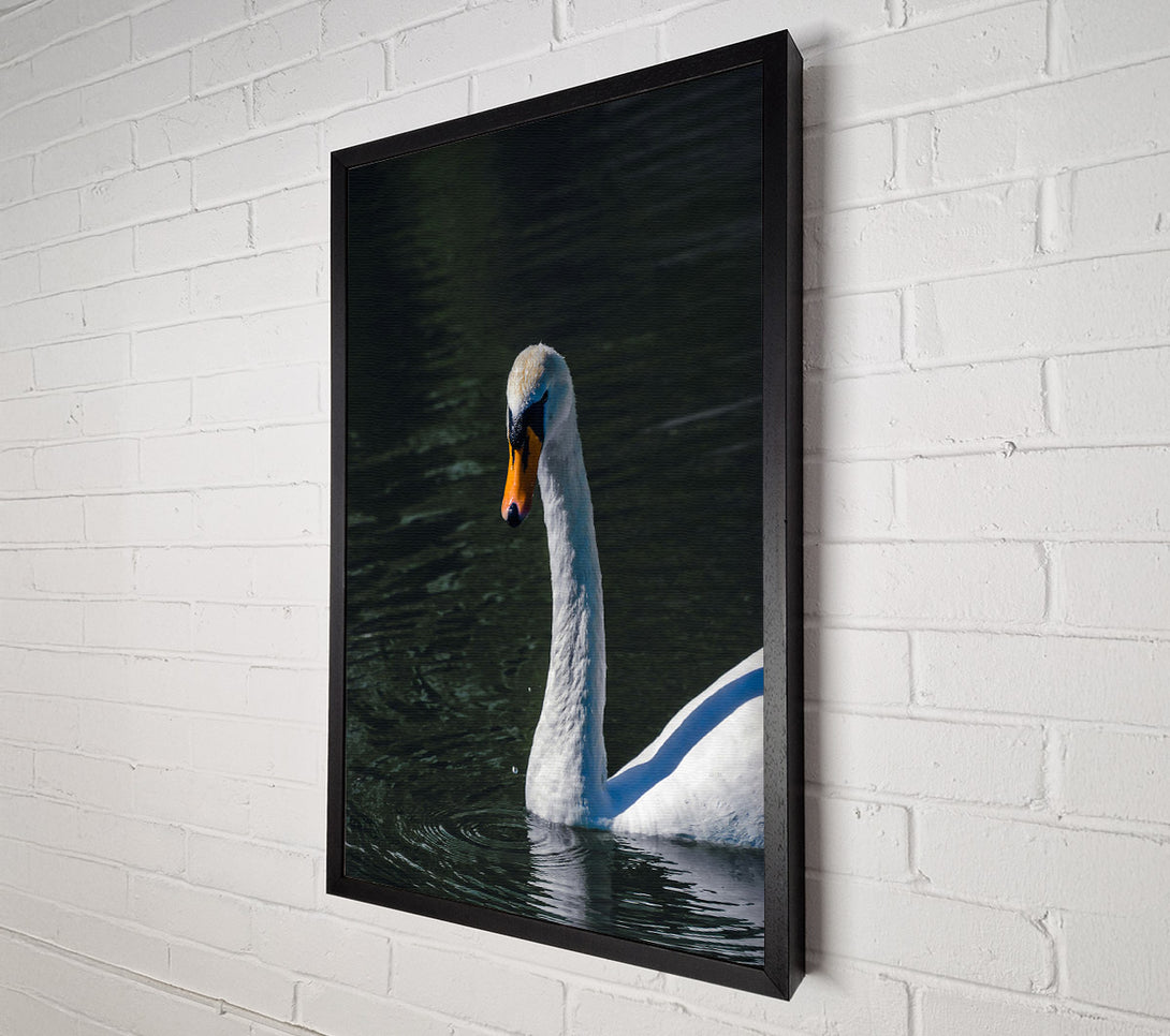  A Canvas Print of Dark Water Swan Canvas Art